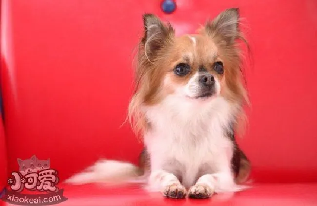 蝴蝶犬怎么补钙(蝴蝶犬补钙方法大全)