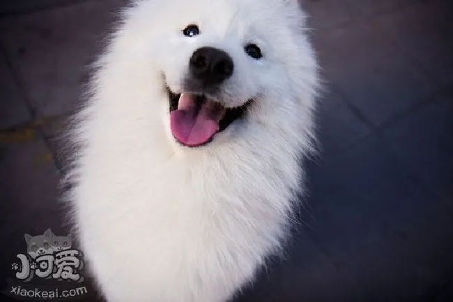 萨摩耶幼犬怎么养（萨摩耶幼犬喂养方法及注意事项）