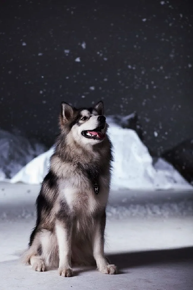 阿拉斯加犬怎么养（阿拉斯加雪橇犬养殖方法）