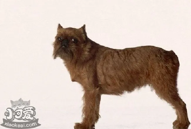 布鲁塞尔格里芬犬怎么护理（毛发护理常识）