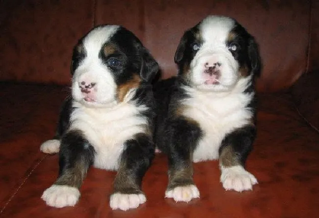 伯恩山犬怎么养健康（伯恩山犬饲养方法）