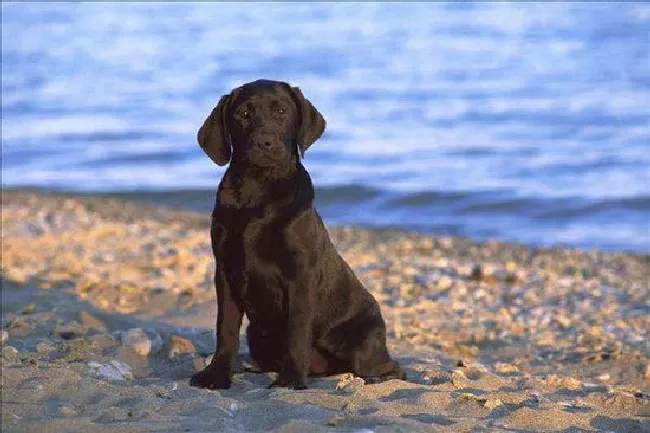 2个月的小拉布拉多犬怎么养（拉布拉多犬饲养指南手册）