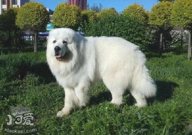 大白熊犬怎么养（大白熊犬喂养注意事项）