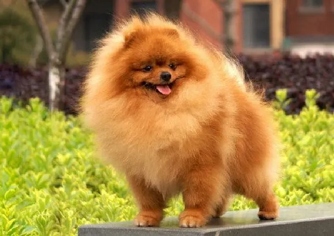 博美犬怎么养（博美犬饲养方法和注意事项）