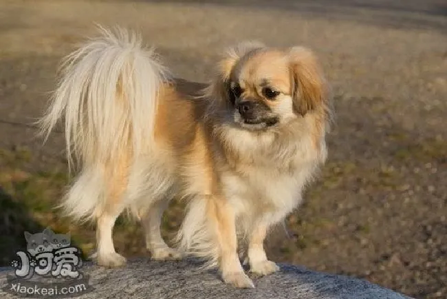 西藏猎犬怎么洗澡（西藏猎犬洗澡护理教程）