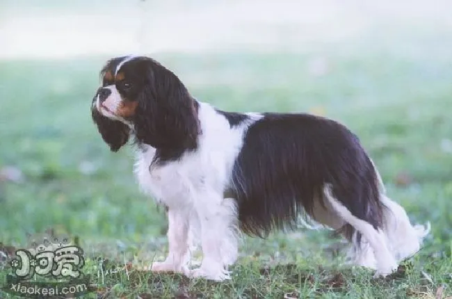 英国玩具猎鹬犬牙齿怎么护理（英国玩具猎鹬犬牙齿护理方法）