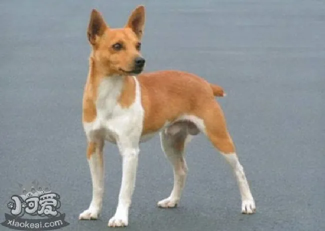 捕鼠梗犬怎么修剪指甲（捕鼠梗犬剪指甲方法）