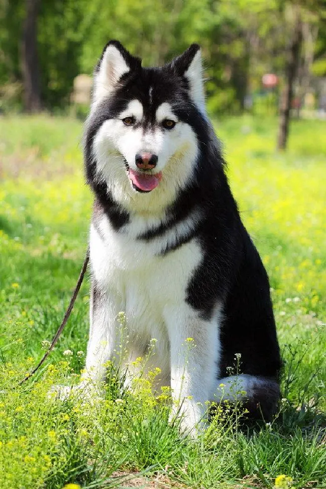 阿拉斯加犬怎么养（阿拉斯加雪橇犬养殖方法）