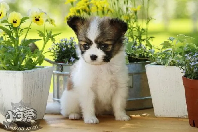 蝴蝶犬吃什么狗粮好（蝴蝶犬狗粮挑选技巧）