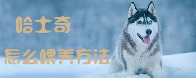 哈士奇怎么喂养方法