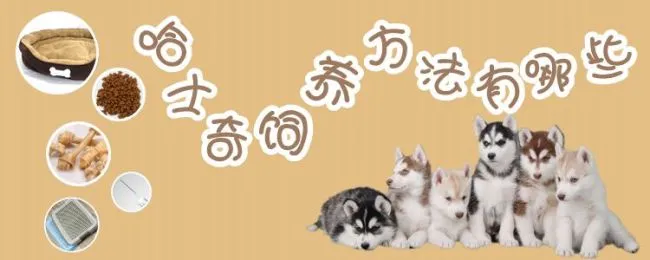 哈士奇饲养方法