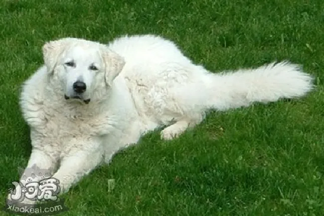 库瓦兹犬指甲怎么修剪（库瓦兹犬指甲修剪方法）