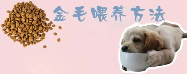 金毛喂养方法