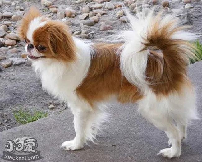 英国玩具猎鹬犬怎么美容（英国玩具猎鹬犬美容知识）