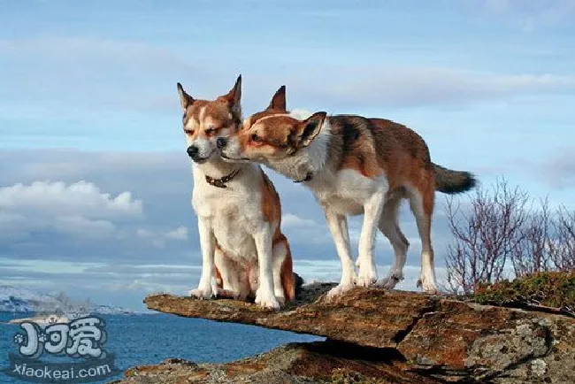 挪威伦德猎犬吃什么狗粮好（挪威伦德猎犬狗粮选择推荐）