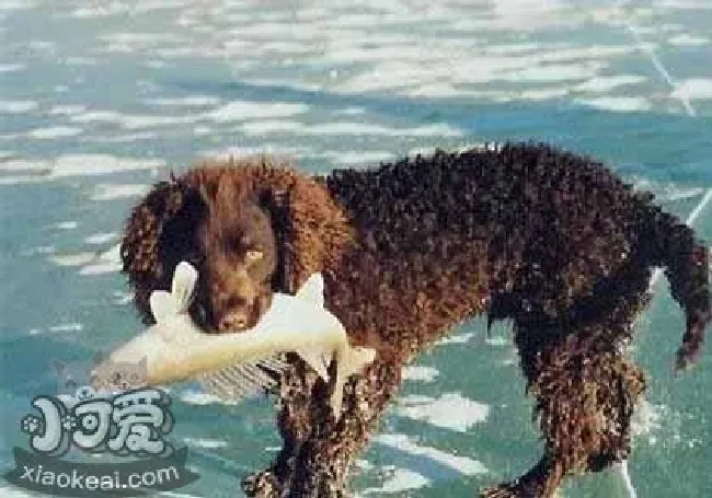 美国水猎犬怎么养（美国水猎犬护理常识）