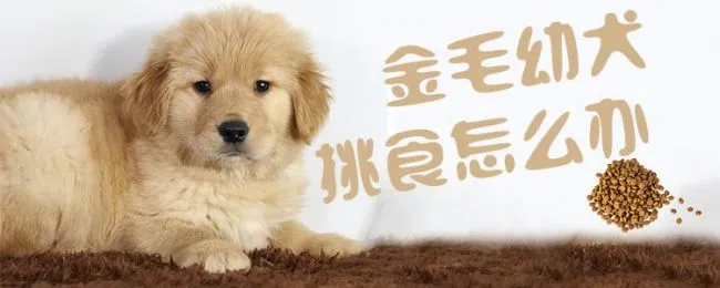 金毛幼犬挑食怎么办