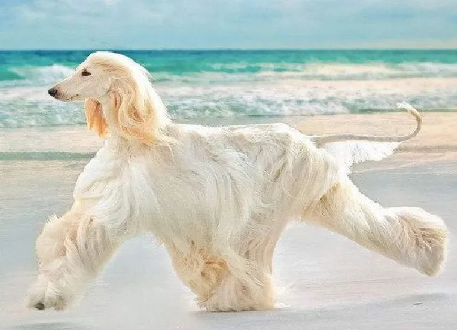 阿富汗猎犬怎么养（阿富汗猎犬养殖方法分享）