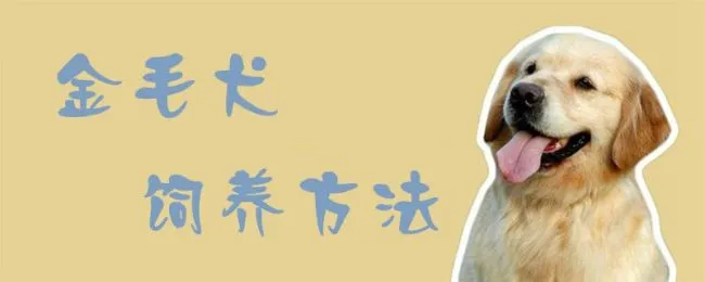 金毛犬饲养方法