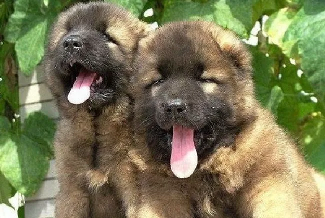 高加索犬怎么养（高加索犬饲养方法）