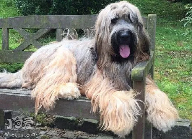 布雷猎犬耳朵怎么清洁（伯瑞犬耳朵护理方法）