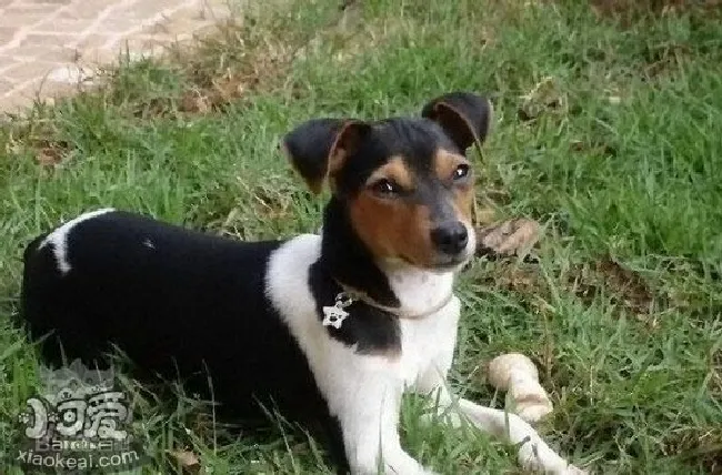 捕鼠梗犬耳朵怎么清洁（捕鼠梗犬耳朵护理方法）