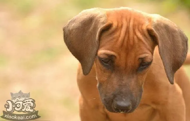罗得西亚脊背犬怎么洗澡（猎狮犬洗澡方法）