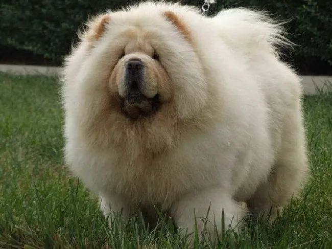松狮犬怎么喂养（松狮犬喂养方法及注意事项）