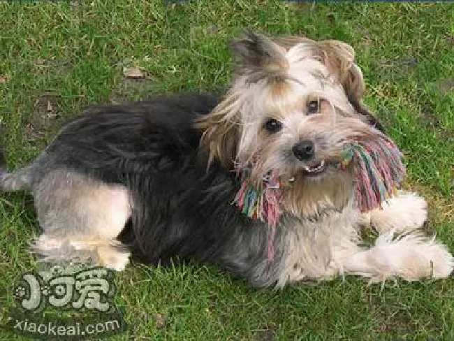 罗秦犬怎么护理（罗秦犬日常护理方法）