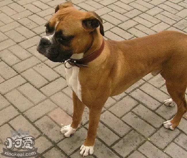 拳师犬耳朵怎么清洁（拳师犬梗耳朵护理方法）