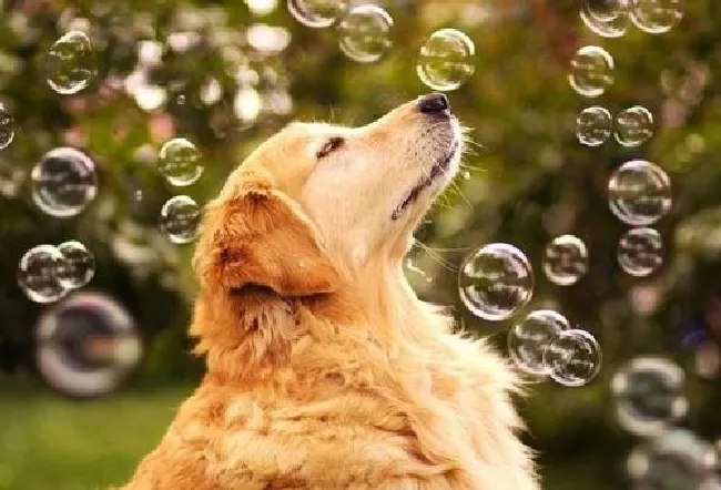 金毛犬掉毛怎么回事（金毛犬掉毛原因及解决方法）