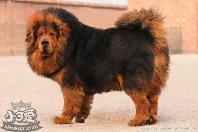 藏獒怎么养（藏獒养殖方法）