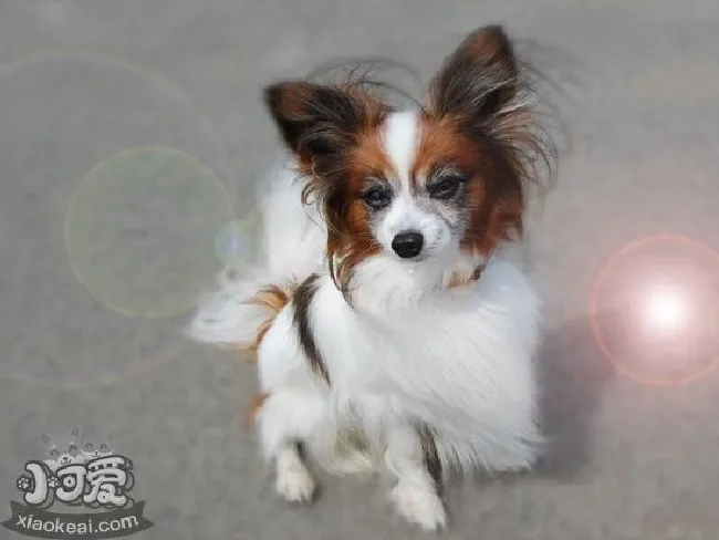 英国玩具猎鹬犬耳朵怎么清洁（耳朵清洁方法）