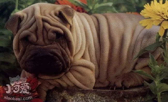 沙皮狗怎么养（中国沙皮犬喂养方法）