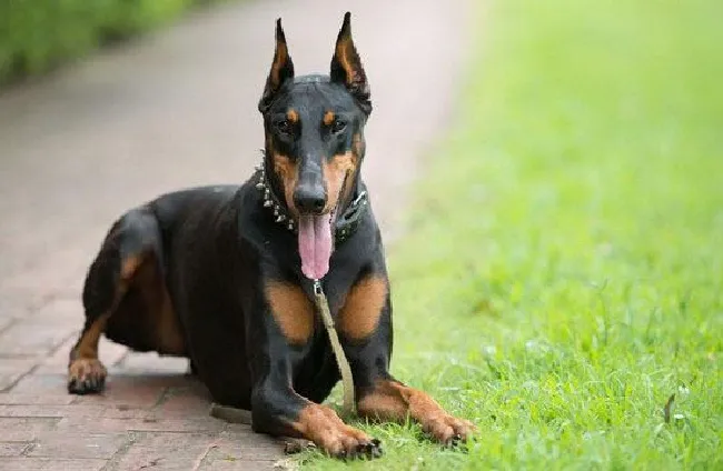 杜宾犬为什么要剪耳（杜宾犬剪耳朵的原因）