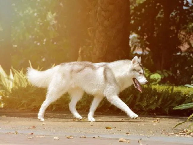狗狗缺钙的症状是什么?狗狗缺钙的原因有哪些?怎么调养?