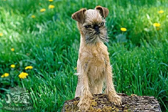 布鲁塞尔格里芬犬吃什么（布鲁塞尔格里芬犬喂养介绍）