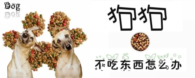 狗狗不吃东西怎么办