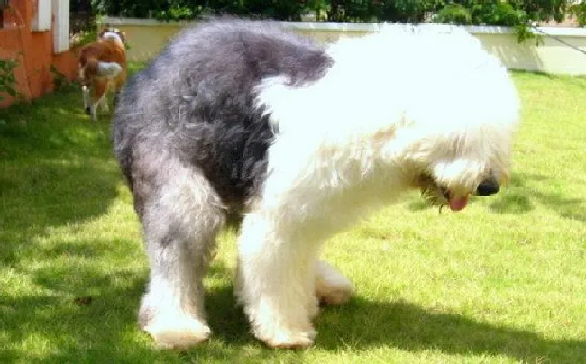 古牧犬怎么养（古代牧羊犬饲养方法）