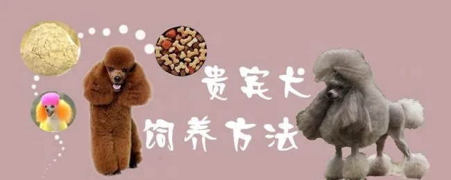 贵宾犬饲养方法