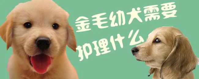 金毛幼犬需要护理什么