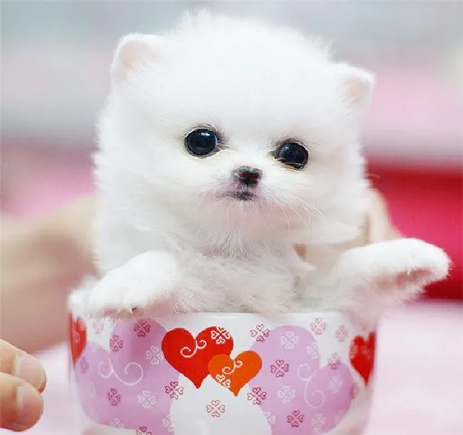 茶杯犬怎么养（茶杯犬饲养方法及注意事项）