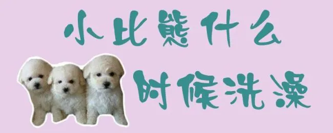 小比熊什么时候洗澡