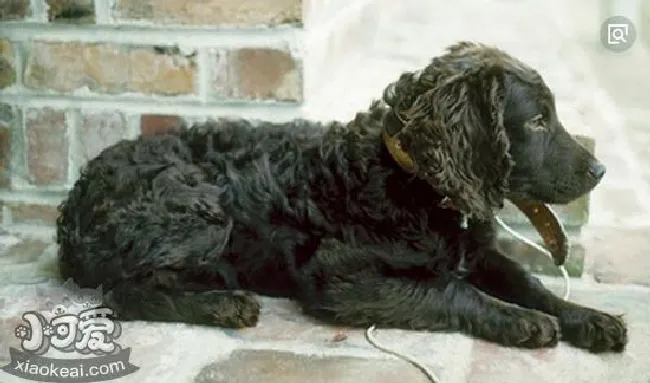 博伊金猎犬怎么美容（博伊金猎犬毛发美容方法）