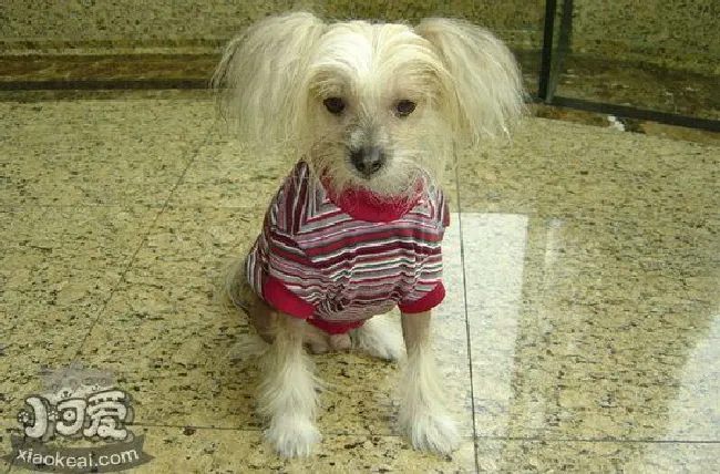 冠毛犬怎么美容(中国冠毛犬美容方法)