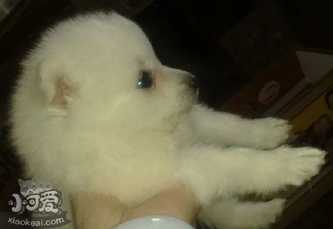银狐犬脚怎么护理(银狐犬趾部护理方法)