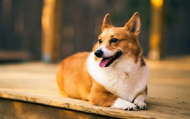 柯基犬怎么养（柯基犬饲养方法）
