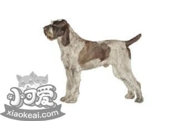 史毕诺犬毛发怎么护理（史毕诺犬毛发护理方法）