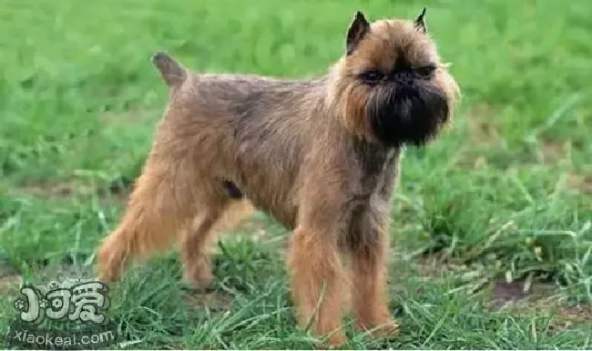 布鲁塞尔格里芬犬怎么喂养（喂养要点介绍）