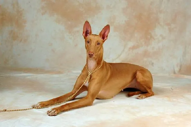 法老王猎犬怎么养（法老王猎犬饲养方法）